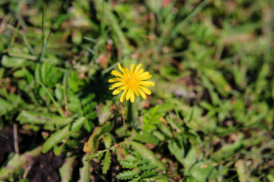 野菊花