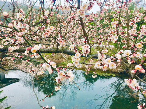 白色桃花背景花海