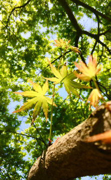 枫叶绿特写丙