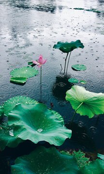 荷花荷叶下雨