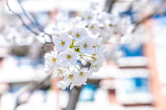 春日樱花风景特写