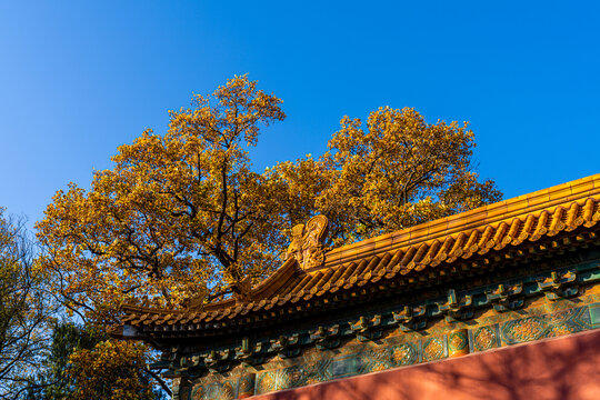 南京秋天明孝陵风景