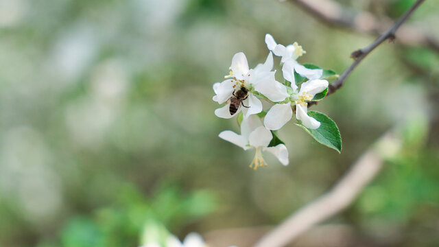 蜜蜂采蜜