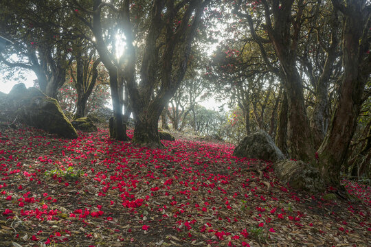 永德大雪山杜鹃花