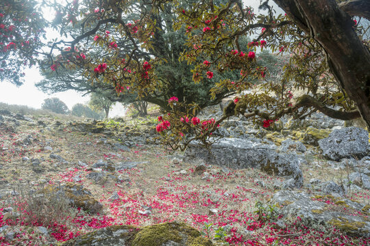 永德大雪山杜鹃花