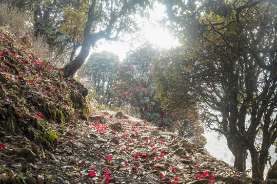 永德大雪山杜鹃花