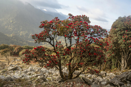 永德大雪山杜鹃花