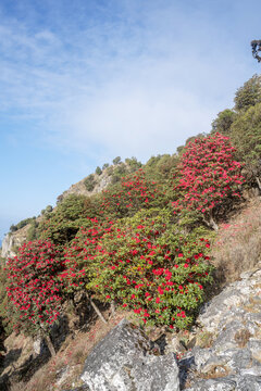 永德大雪山杜鹃花