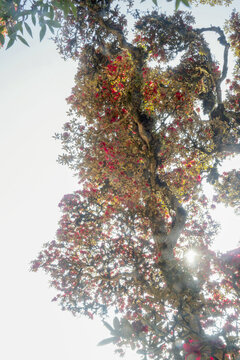 永德大雪山杜鹃花