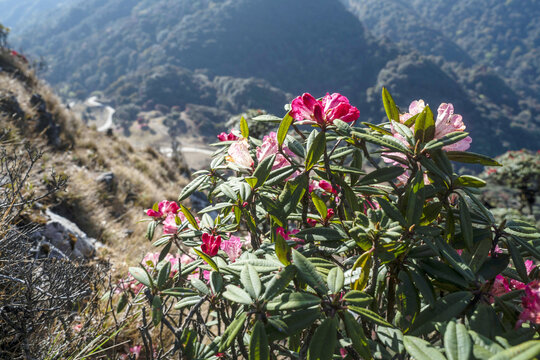 永德大雪山杜鹃花