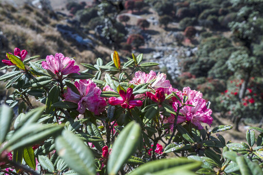 永德大雪山杜鹃花