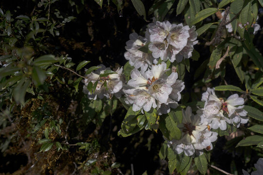 永德大雪山杜鹃花