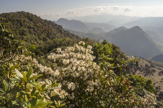 永德大雪山杜鹃花