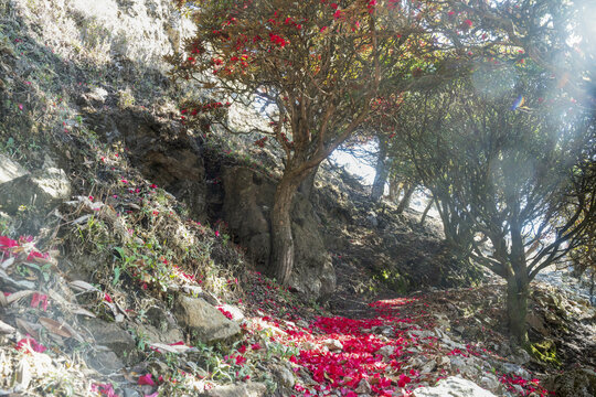 永德大雪山杜鹃花