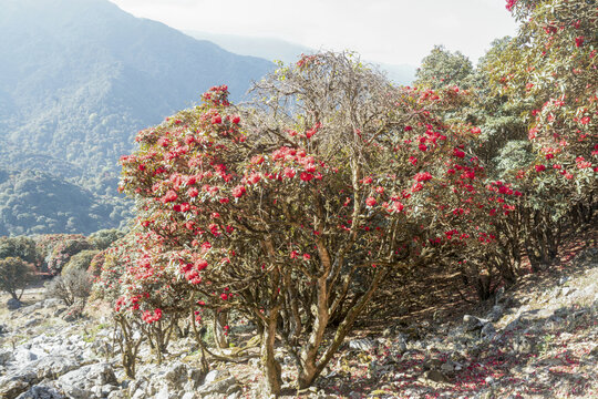 永德大雪山杜鹃花