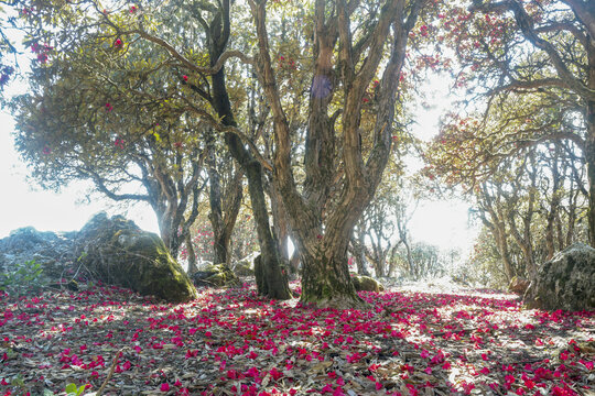 永德大雪山杜鹃花