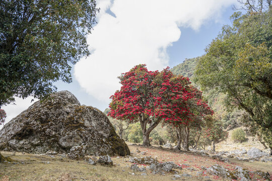 永德大雪山杜鹃花