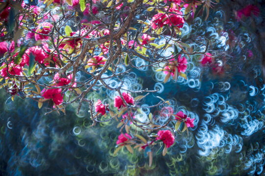 永德大雪山杜鹃花