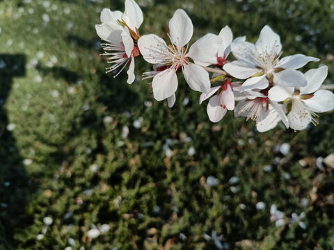 桃花绿地落英缤纷