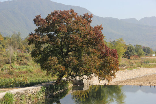 鄉(xiāng)村樹木