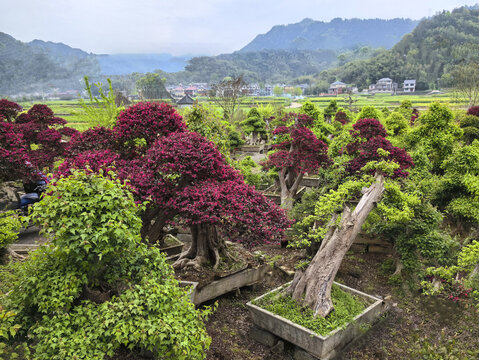 山林苗圃基地