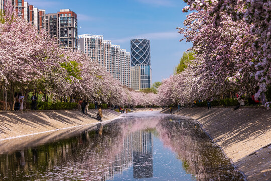 海棠花溪