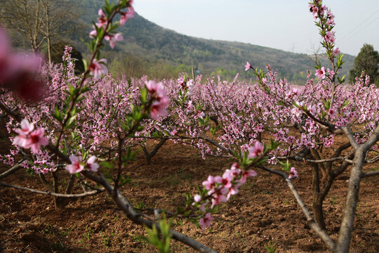 桃花谷