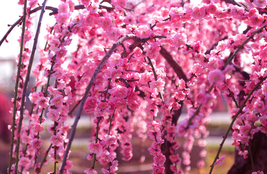 榆叶梅繁花似锦