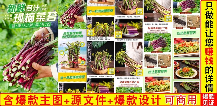 現(xiàn)摘菜苔詳情頁