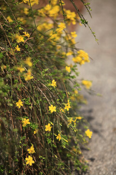 迎春花