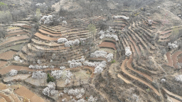 沂蒙山村春暖花开