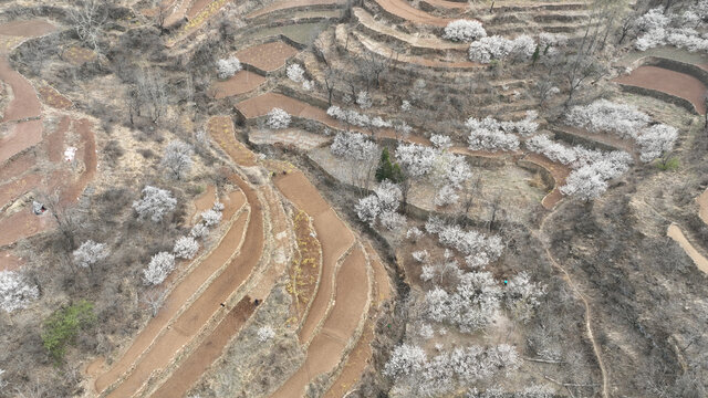 沂蒙山村春暖花开