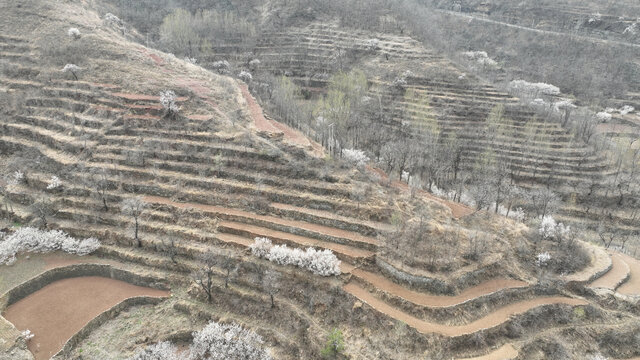 沂蒙山村春暖花开