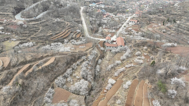 沂蒙山村春暖花开