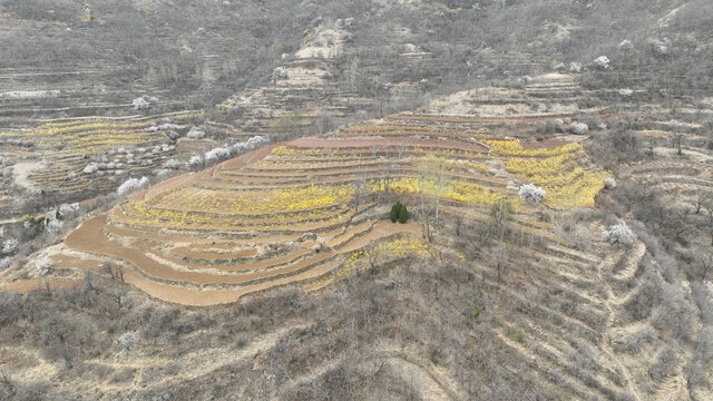 山村桃花连翘