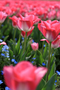 郁金香花开