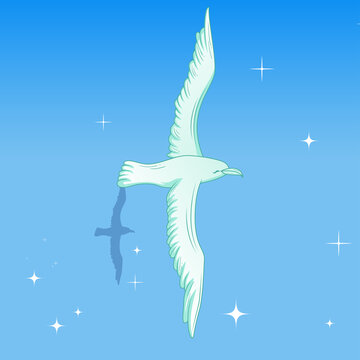 海鳥