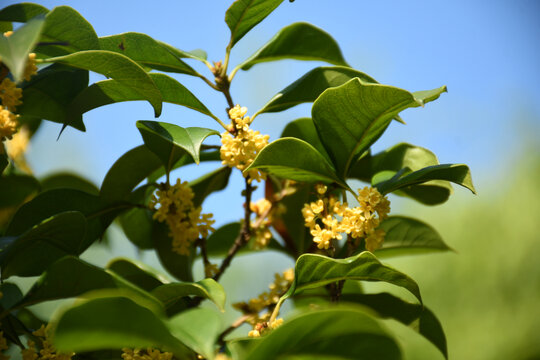 桂花