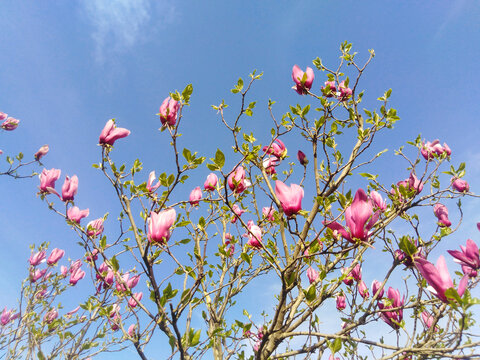 紫玉兰花枝