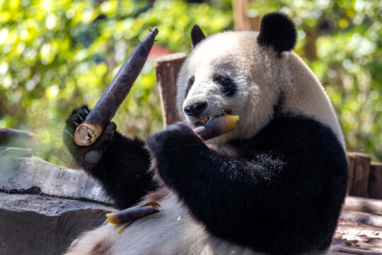 熊猫吃春笋