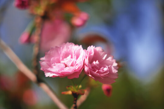 东京樱花