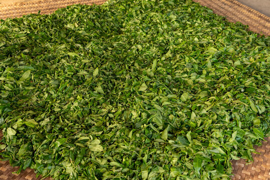 壩糯藤條茶普洱茶