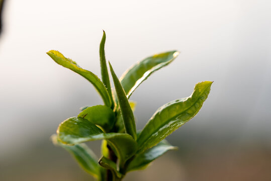 坝糯藤条茶普洱茶