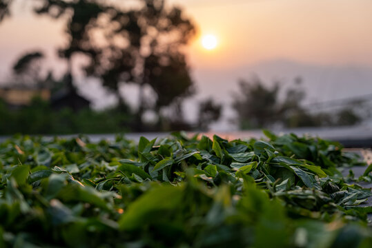 坝糯藤条茶普洱茶