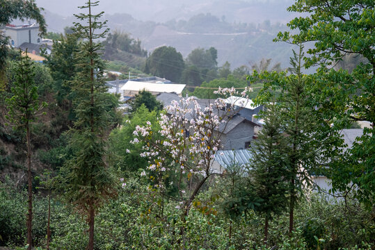 勐库东半山临沧茶区坝糯自然村