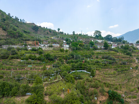 临沧茶区冰岛老寨广场古茶树