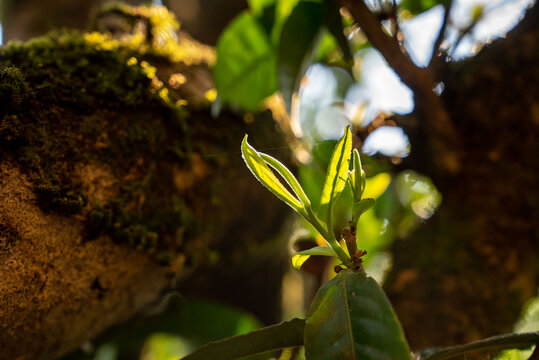 云南普洱茶古树茶