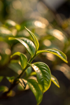 云南古茶树普洱茶