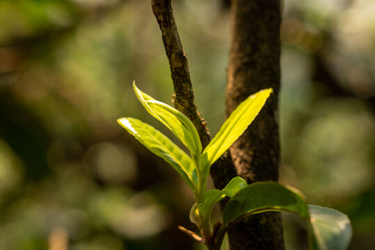 云南古茶树古树茶普洱茶