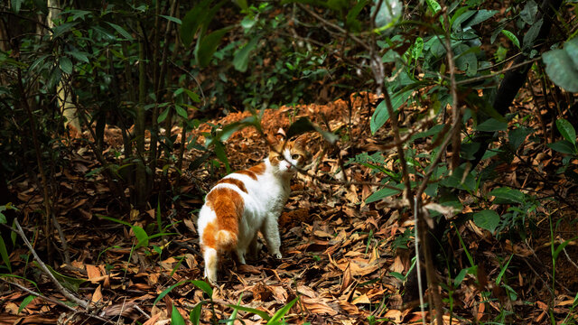 野猫